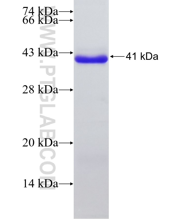 GPR116 fusion protein Ag5820 SDS-PAGE