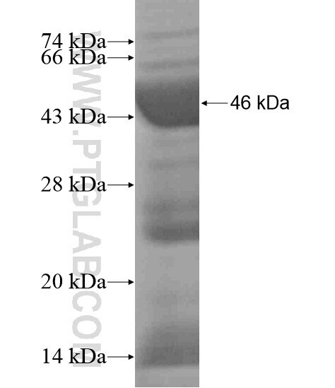 GPR119 fusion protein Ag19455 SDS-PAGE