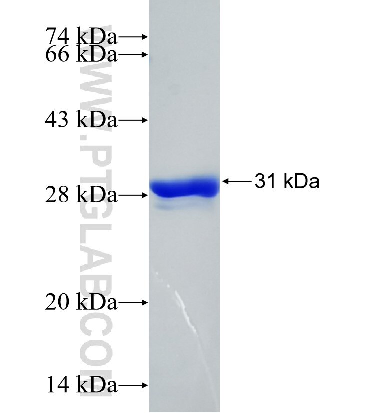 GPR12 fusion protein Ag34129 SDS-PAGE