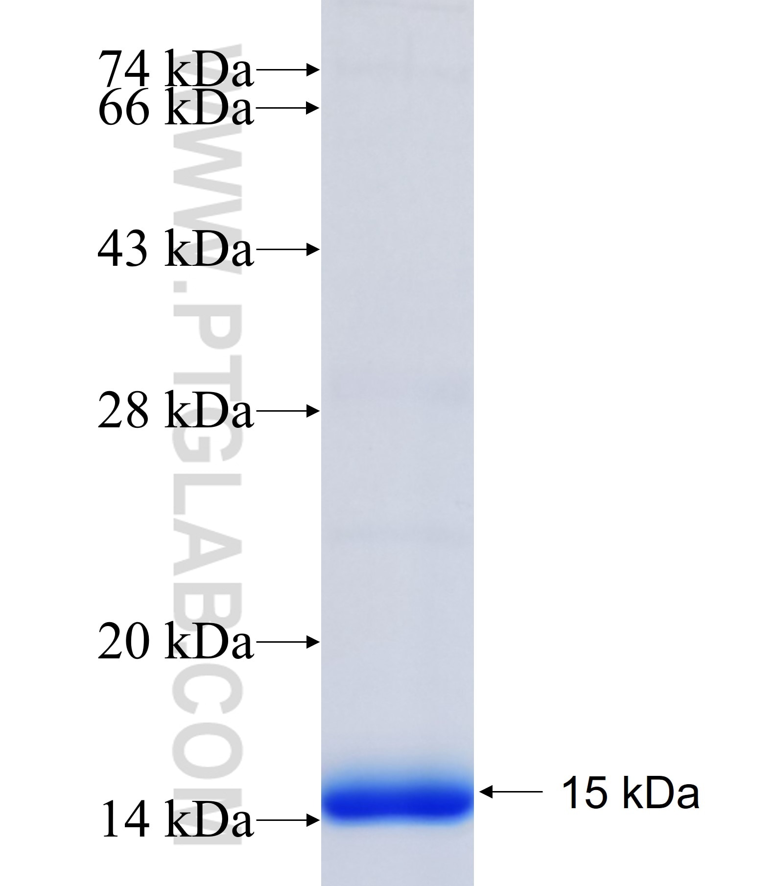 GPR12 fusion protein Ag34914 SDS-PAGE GPR12 fusion protein Ag34914 SDS-PAGE