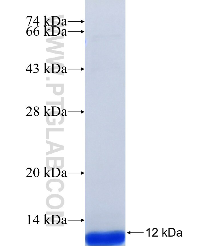 GPR120 fusion protein Ag41445 SDS-PAGE GPR120 fusion protein Ag41445 SDS-PAGE