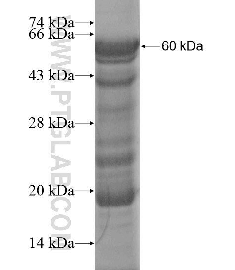 GPR124 fusion protein Ag20259 SDS-PAGE