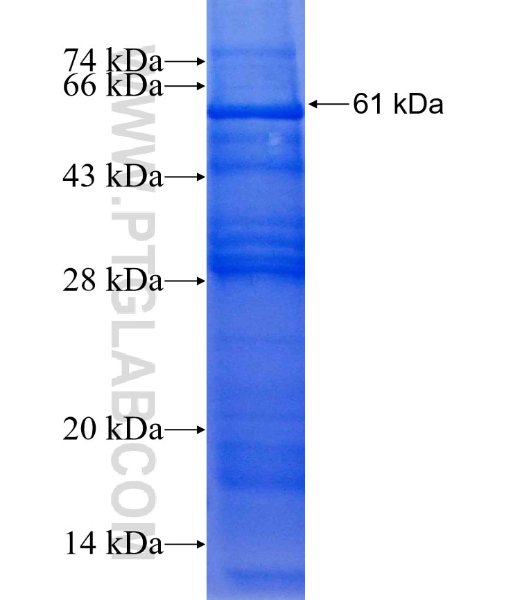GPR125 fusion protein Ag2513 SDS-PAGE