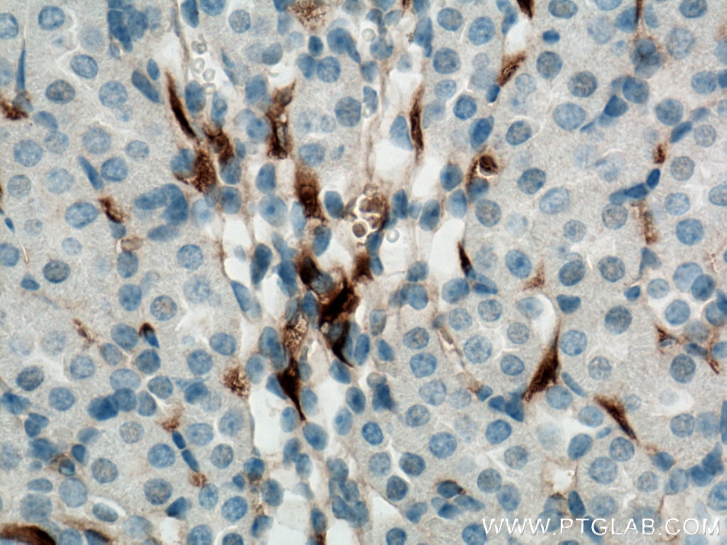 Immunohistochemistry (IHC) staining of mouse kidney tissue using GPR126 Polyclonal antibody (17774-1-AP)