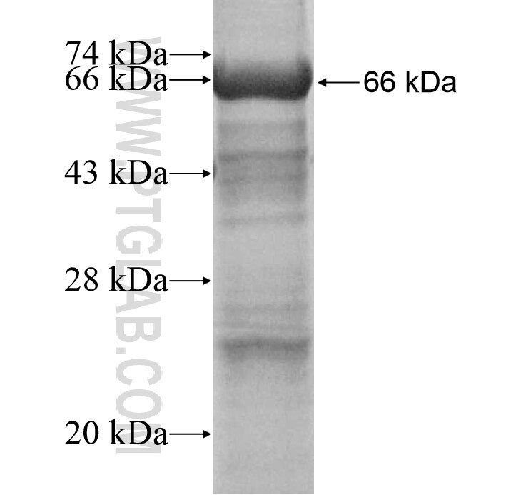 GPR126 fusion protein Ag12195 SDS-PAGE