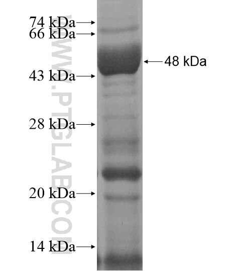 GPR128 fusion protein Ag20477 SDS-PAGE