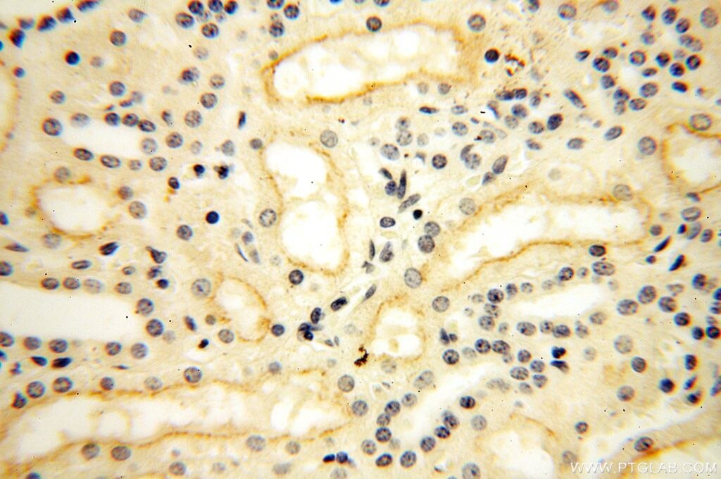 Immunohistochemistry (IHC) staining of human kidney tissue using GPR132 Polyclonal antibody (17026-1-AP)