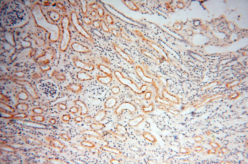 Immunohistochemistry (IHC) staining of human kidney tissue using GPR132 Polyclonal antibody (17026-1-AP)