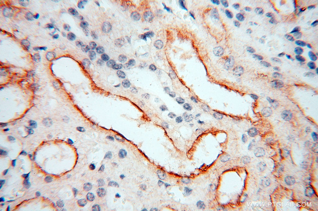 Immunohistochemistry (IHC) staining of human kidney tissue using GPR132 Polyclonal antibody (17026-1-AP)