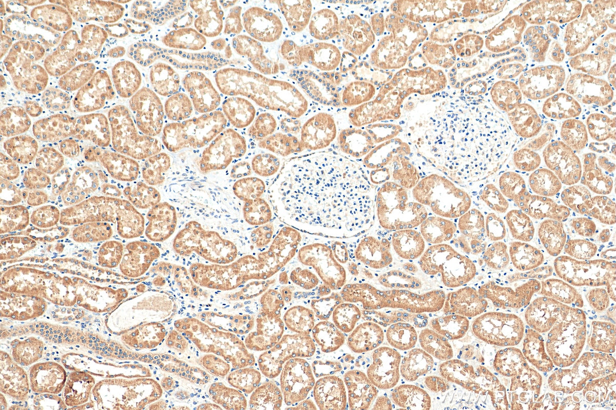 Immunohistochemistry (IHC) staining of human kidney tissue using GPR137B Polyclonal antibody (16496-1-AP)