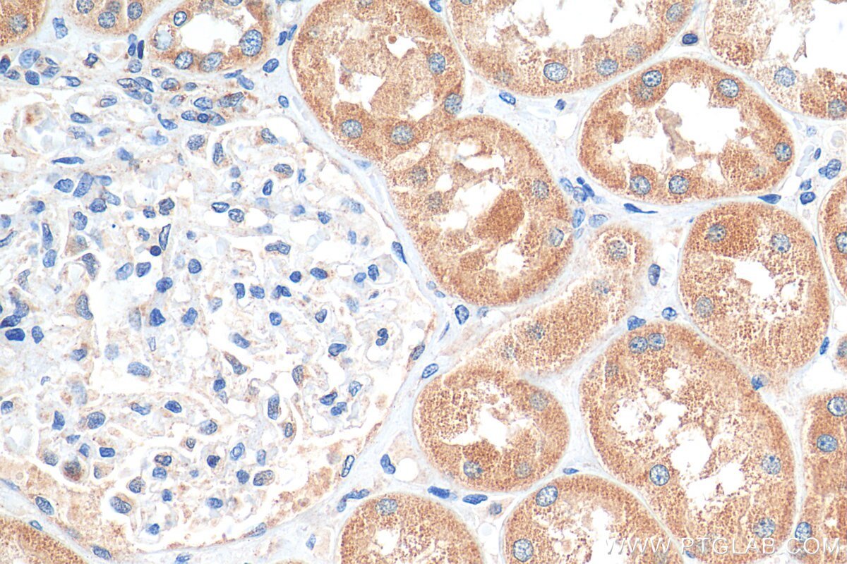 Immunohistochemistry (IHC) staining of human kidney tissue using GPR137B Polyclonal antibody (16496-1-AP)