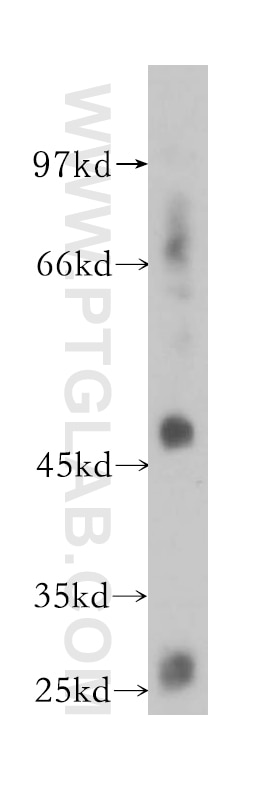 Western Blot (WB) analysis of human heart tissue using GPR137B Polyclonal antibody (16496-1-AP)
