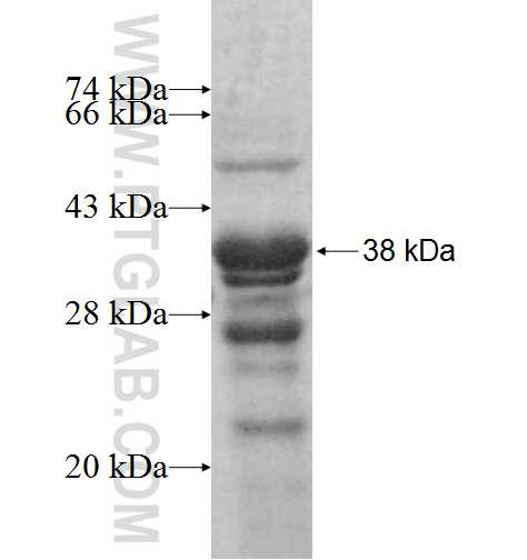 GPR137B fusion protein Ag9633 SDS-PAGE
