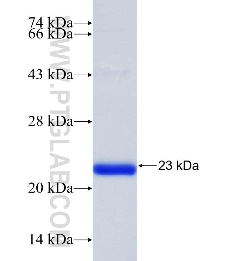 GPR142 fusion protein Ag35358 SDS-PAGE