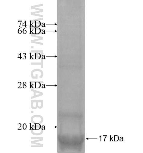 GPR143 fusion protein Ag14819 SDS-PAGE