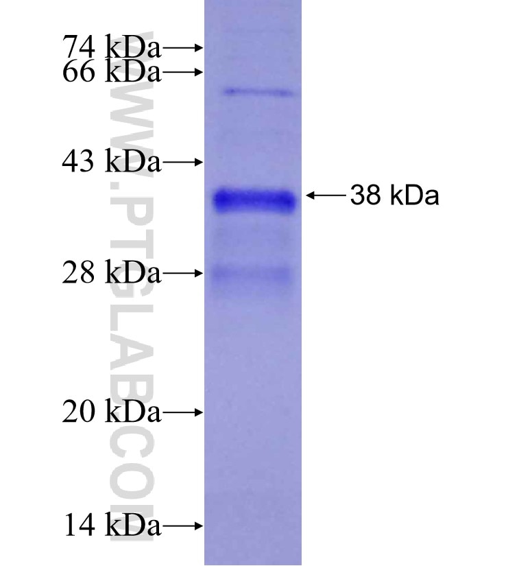 GPR146 fusion protein Ag29194 SDS-PAGE