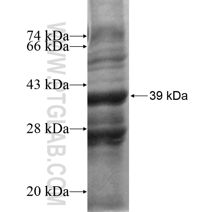 GPR146 fusion protein Ag9456 SDS-PAGE