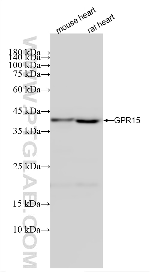 Western Blot (WB) analysis of various lysates using GPR15 Recombinant monoclonal antibody (87491-1-RR)