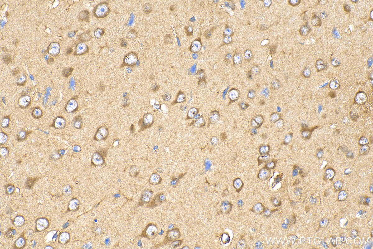 Immunohistochemistry (IHC) staining of mouse brain tissue using GPR150-Specific Polyclonal antibody (20213-1-AP)