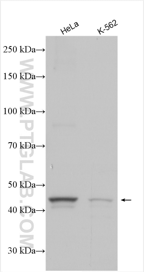 Western Blot (WB) analysis of various lysates using GPR151 Polyclonal antibody (30104-1-AP)