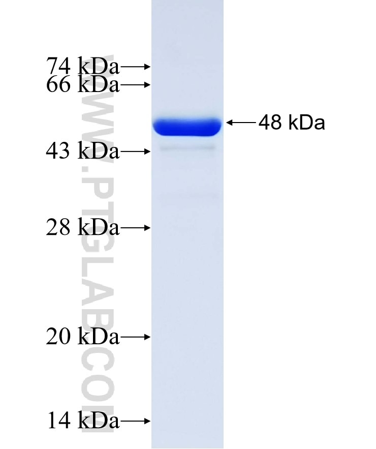 GPR151 fusion protein Ag32442 SDS-PAGE
