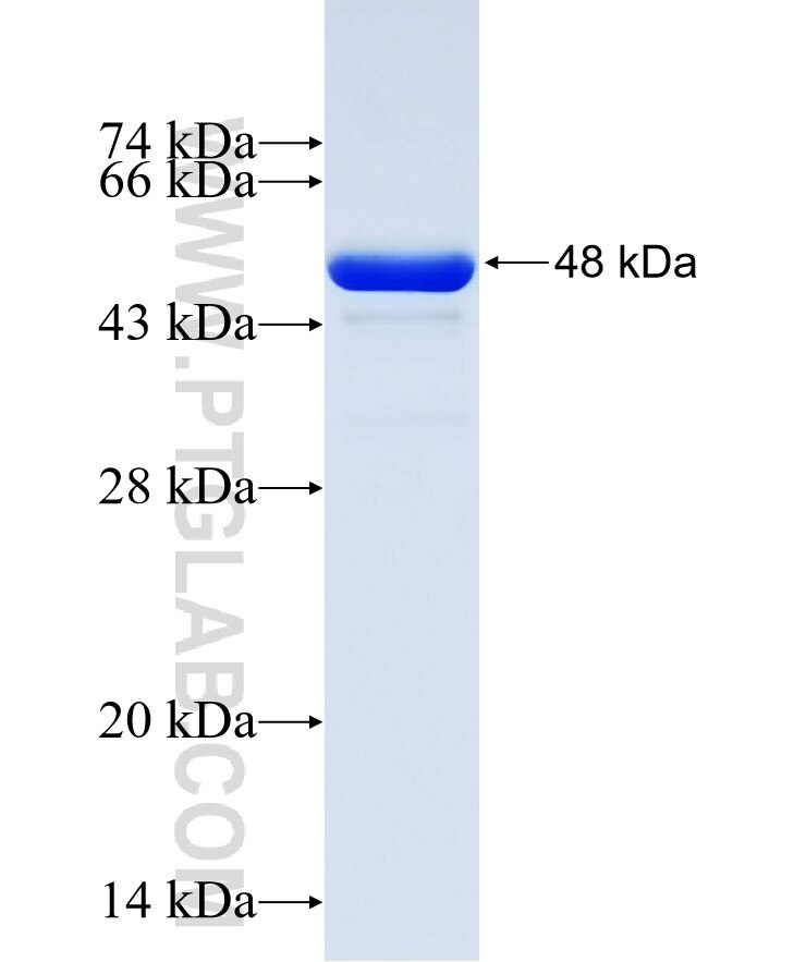 GPR151 fusion protein Ag32442 SDS-PAGE