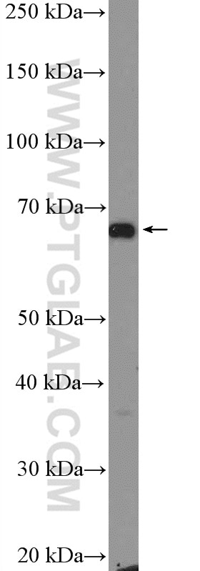 Western Blot (WB) analysis of K-562 cells using GPR153 Polyclonal antibody (24878-1-AP)