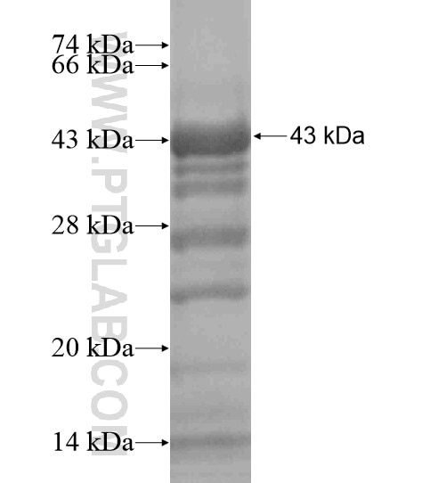 GPR153 fusion protein Ag19279 SDS-PAGE