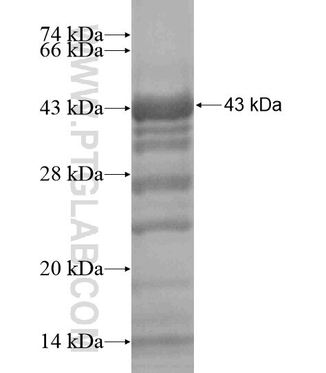 GPR153 fusion protein Ag19279 SDS-PAGE