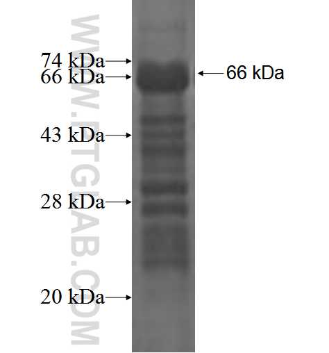 GPR155 fusion protein Ag3328 SDS-PAGE