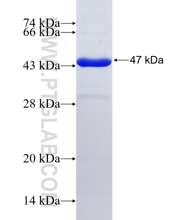GPR158 fusion protein Ag34602 SDS-PAGE