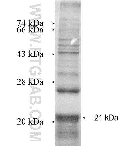 GPR160 fusion protein Ag14808 SDS-PAGE