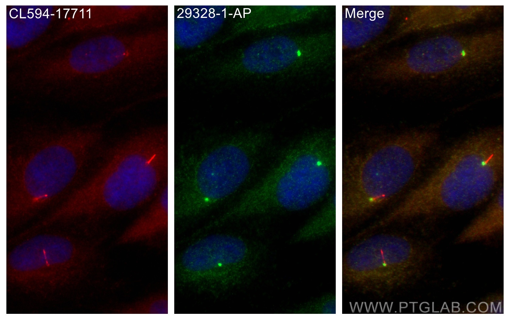 IF Staining of ARPE-19 using 29328-1-AP