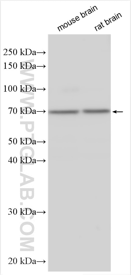 WB analysis using 29328-1-AP