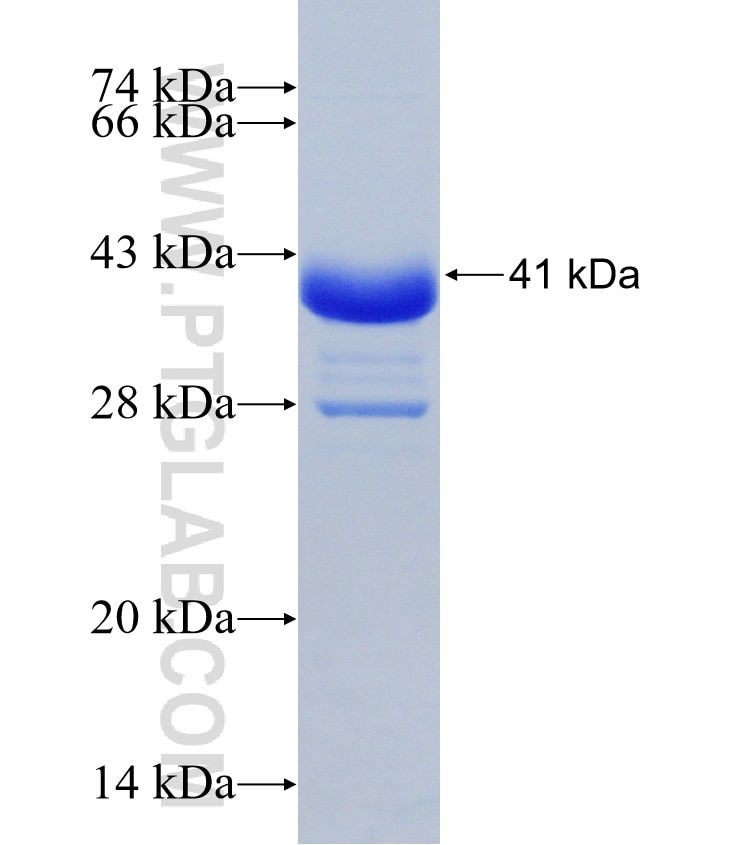 GPR161 fusion protein Ag30998 SDS-PAGE
