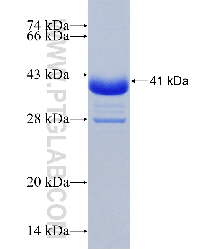 GPR161 fusion protein Ag30998 SDS-PAGE