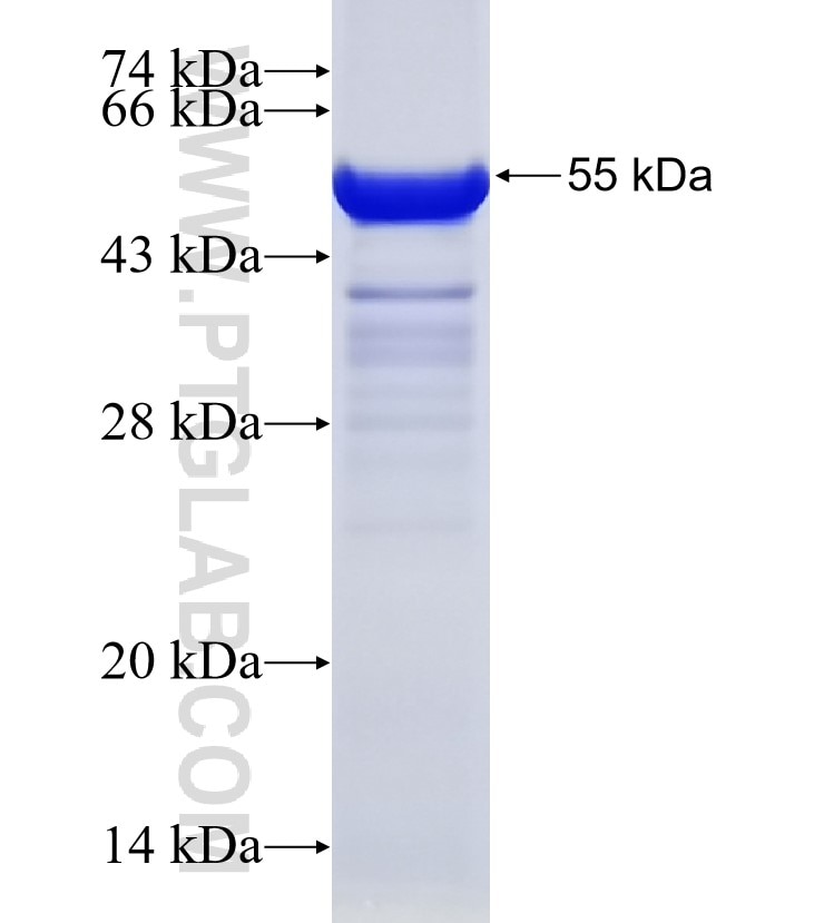 GPR161 fusion protein Ag4221 SDS-PAGE