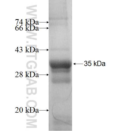 GPR162 fusion protein Ag7011 SDS-PAGE