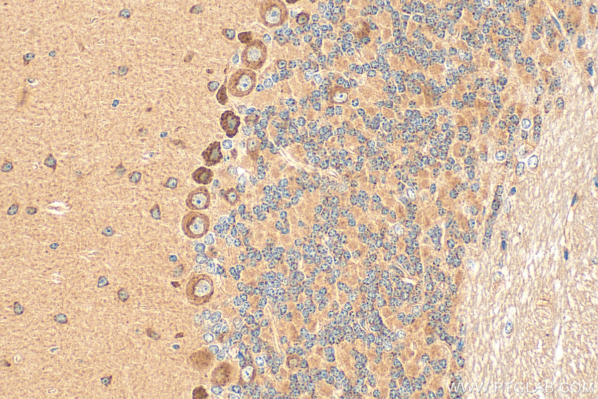 Immunohistochemistry (IHC) staining of mouse cerebellum tissue using GPR17 Polyclonal antibody (13416-1-AP)
