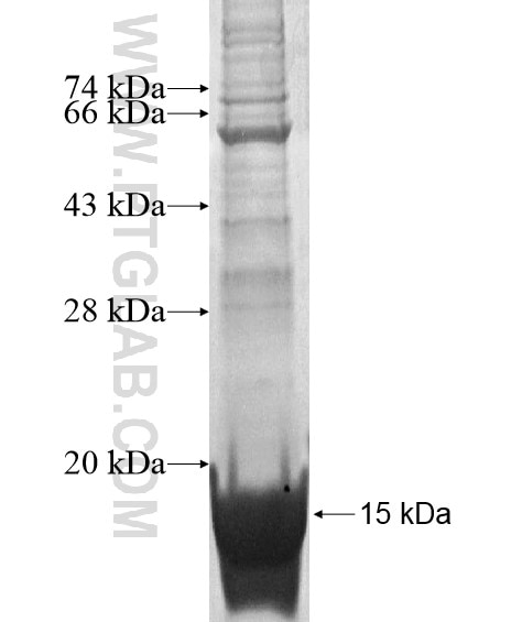 GPR171 fusion protein Ag14454 SDS-PAGE