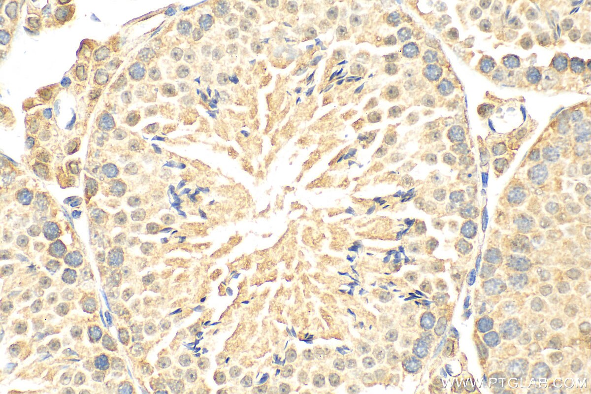 Immunohistochemistry (IHC) staining of mouse testis tissue using GPR172B Polyclonal antibody (20791-1-AP)