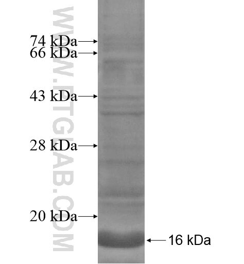 GPR172B fusion protein Ag14525 SDS-PAGE