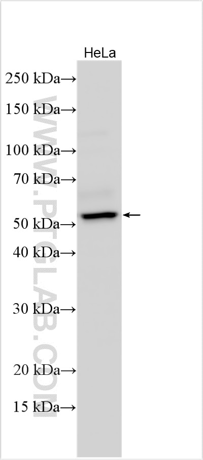 Western Blot (WB) analysis of various lysates using GPR175 Polyclonal antibody (33499-1-AP)