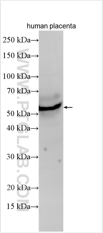 Western Blot (WB) analysis of various lysates using GPR175 Polyclonal antibody (33499-1-AP)