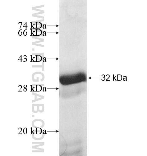 GPR176 fusion protein Ag11810 SDS-PAGE