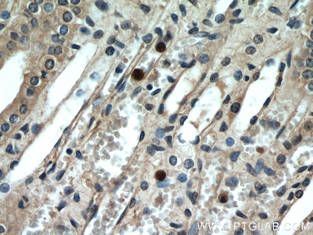 Immunohistochemistry (IHC) staining of human kidney tissue using GPR177 Polyclonal antibody (17950-1-AP)