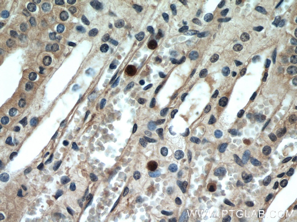 IHC staining of human kidney using 17950-1-AP