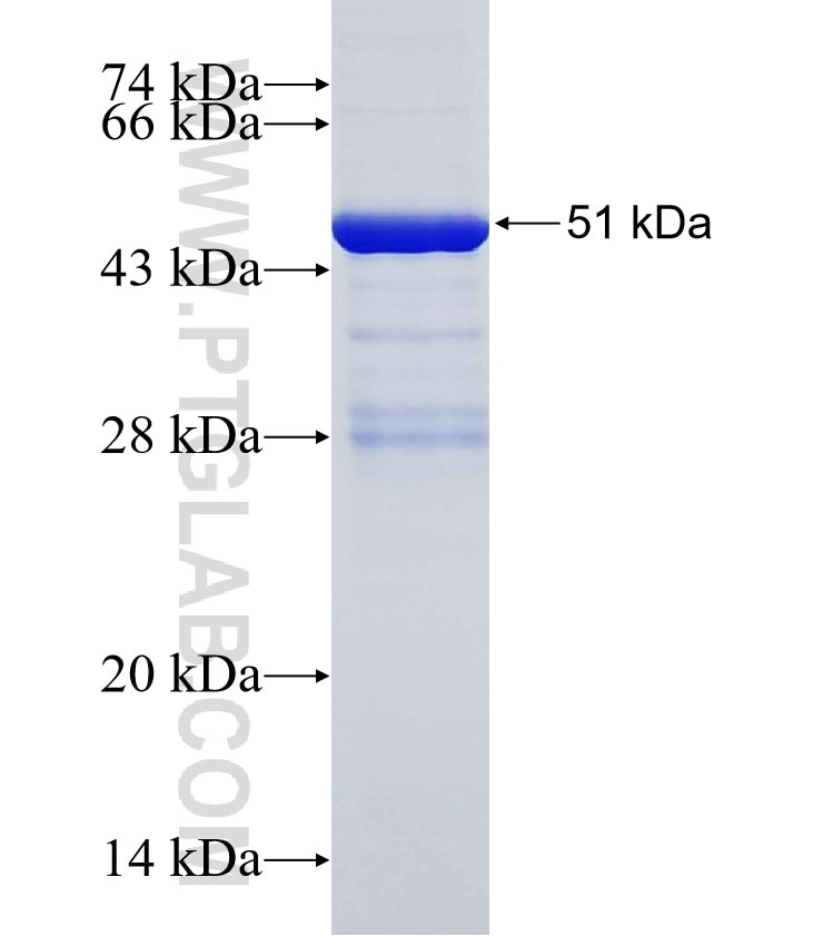 GPR177 fusion protein Ag12428 SDS-PAGE