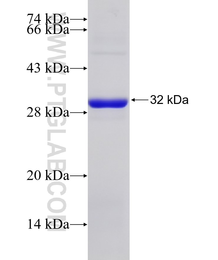 GPR177 fusion protein Ag12446 SDS-PAGE