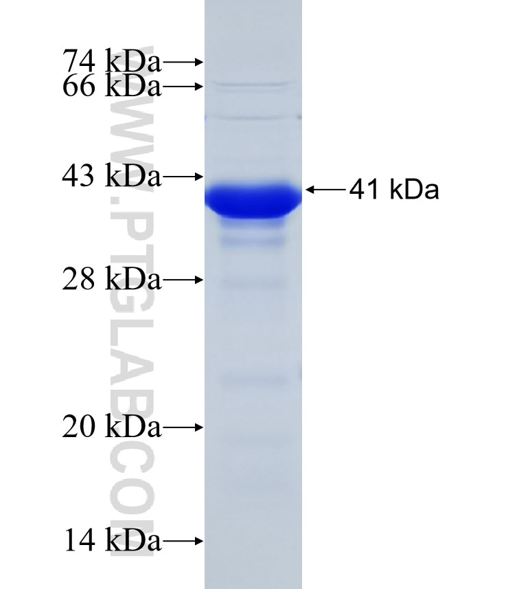 GPR179 fusion protein Ag32180 SDS-PAGE